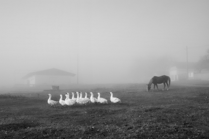 Ionuț Cîrja - Dimineață de octombrie.jpg